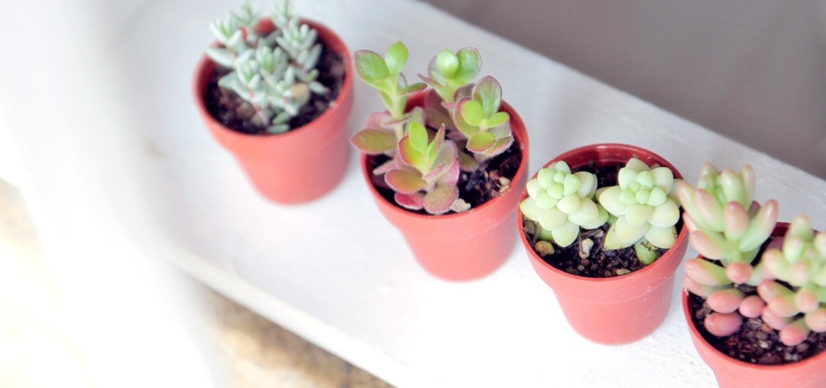 藤井寺市藤井寺、藤井寺駅、調剤薬局